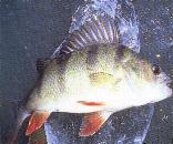 bilder/barsch.JPG